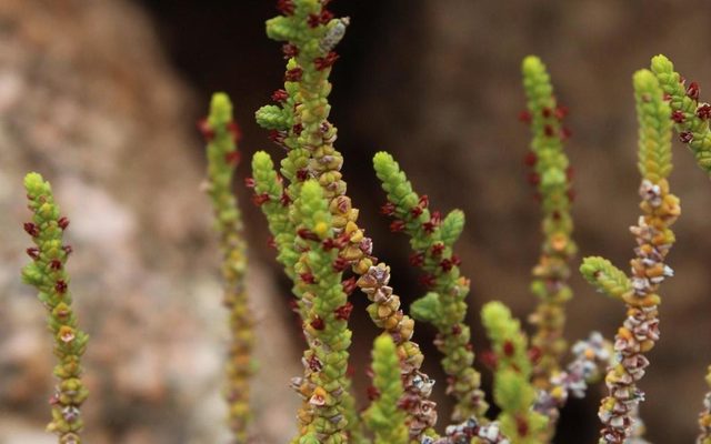 Rattail Crassula reference