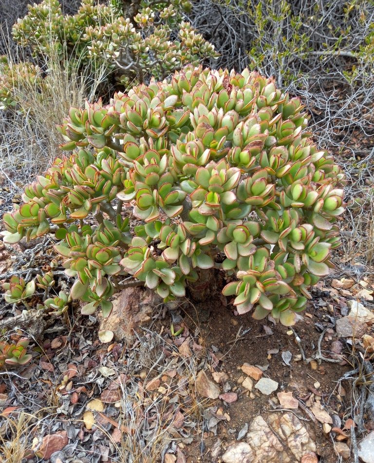 Crassula ovata reference