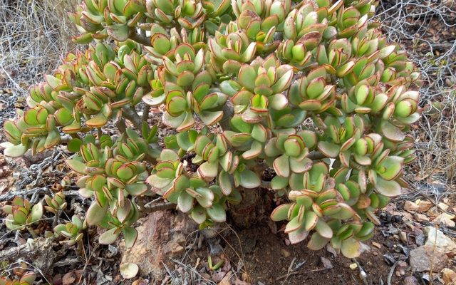 Jade Plant reference