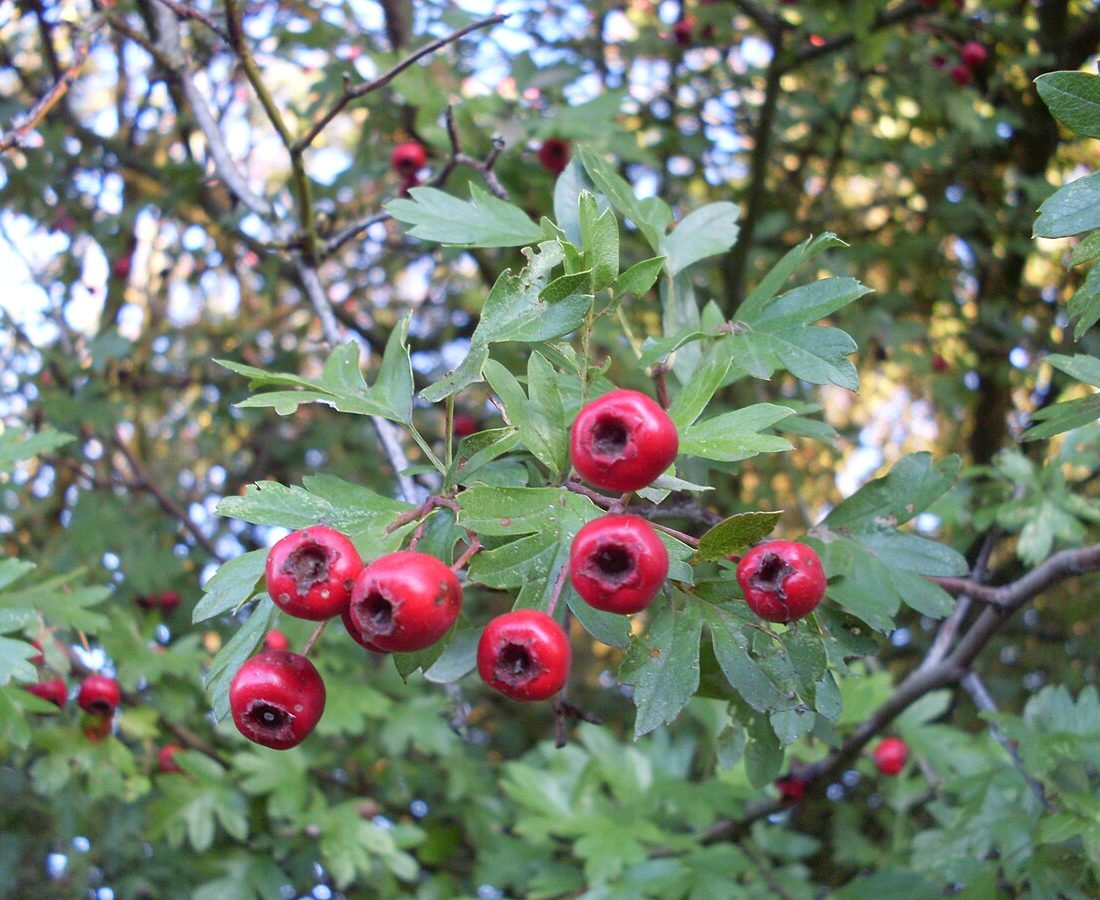 common hawthorn reference