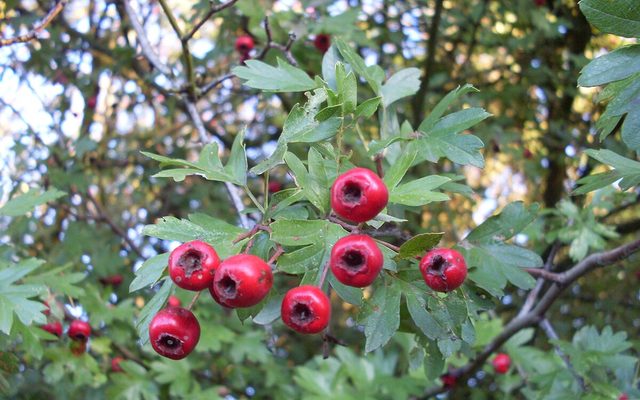 Common Hawthorn reference