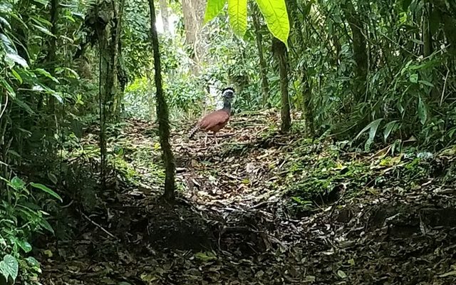 Great Curassow reference