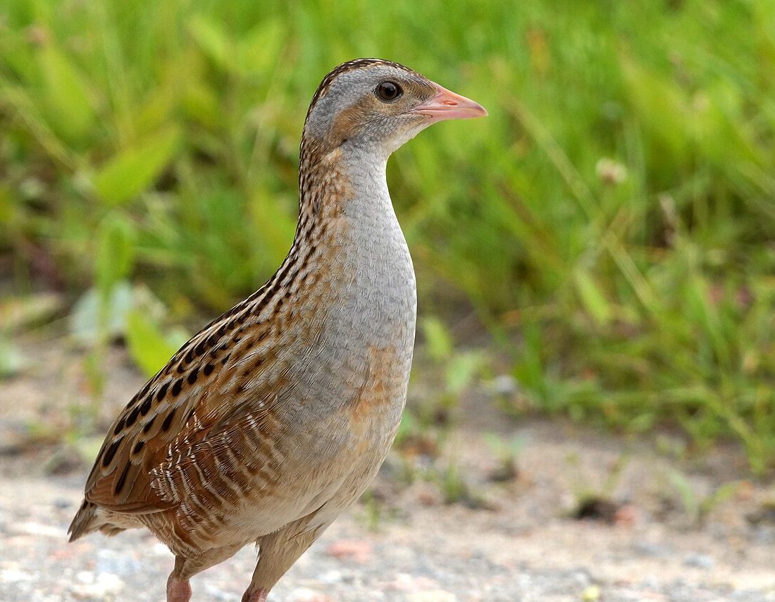 Corncrake reference