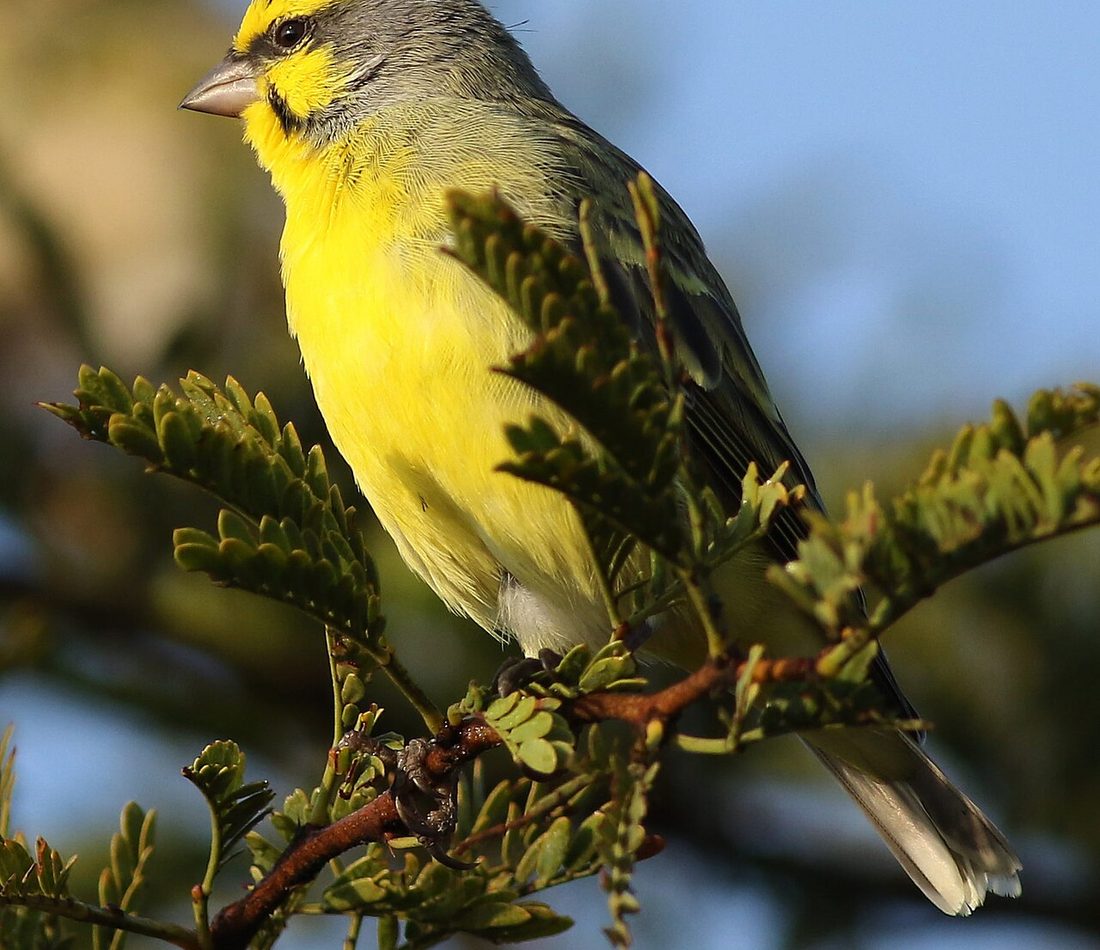 Yellow-fronted Canary reference