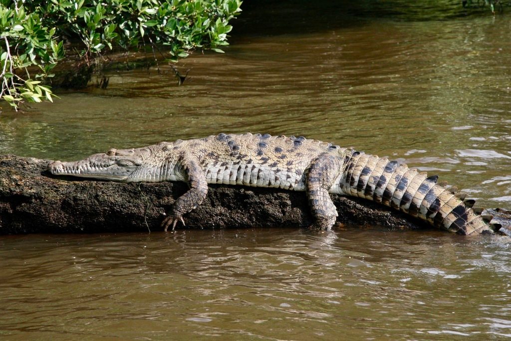 American Crocodile reference