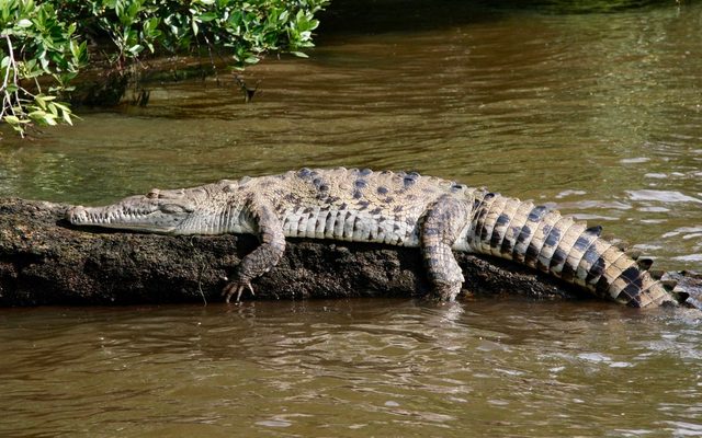 American Crocodile reference