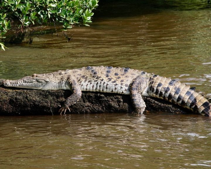 American Crocodile
