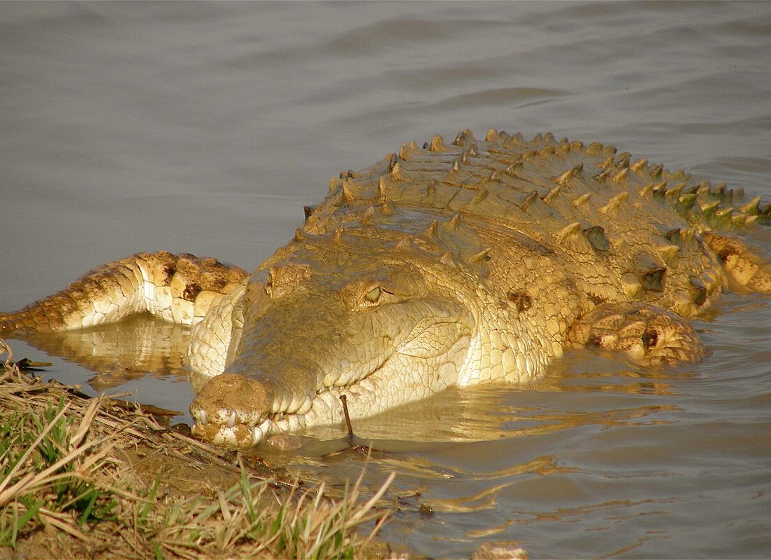 Orinoco Crocodile reference