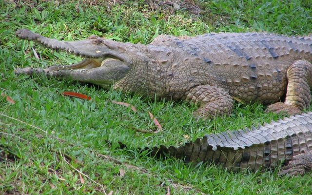 Freshwater Crocodile reference