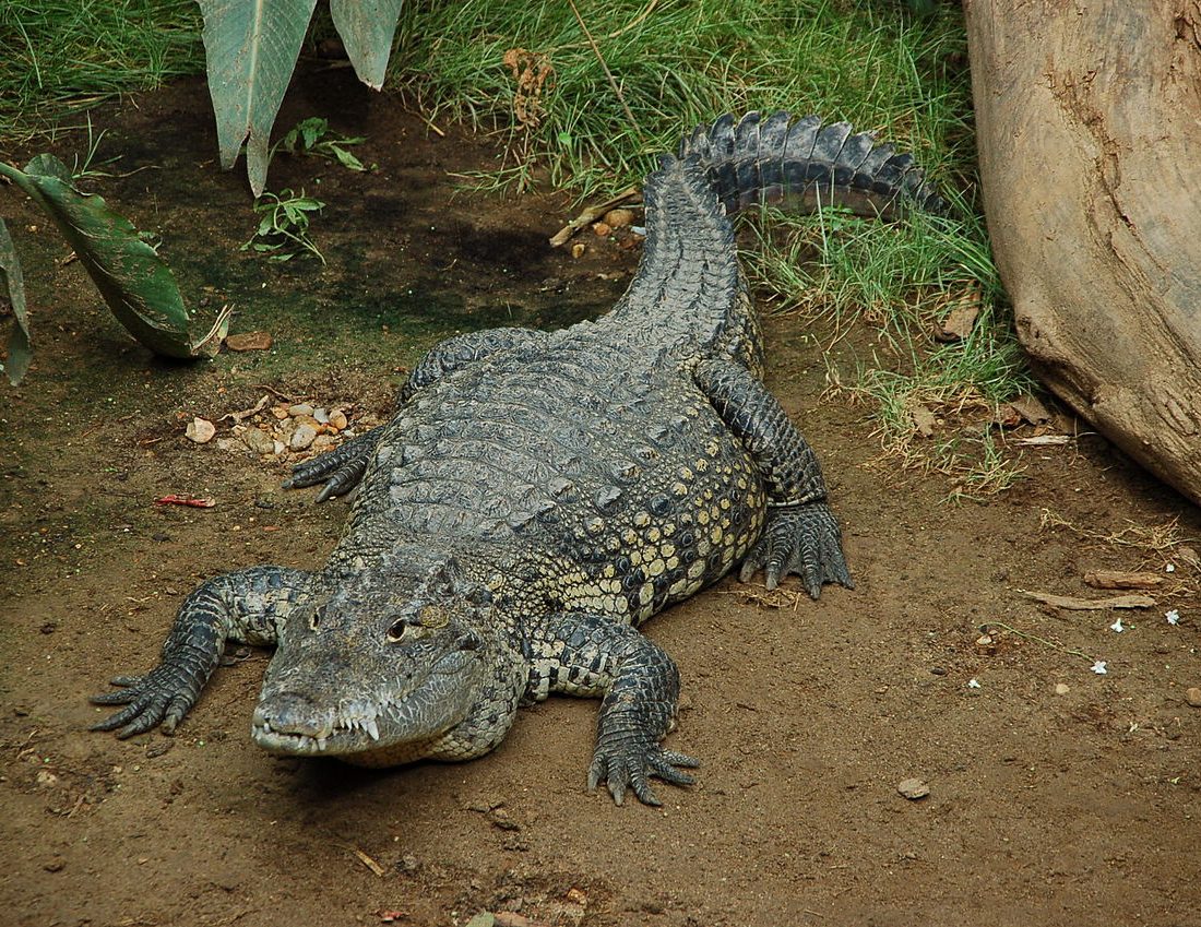 Morelet's Crocodile reference