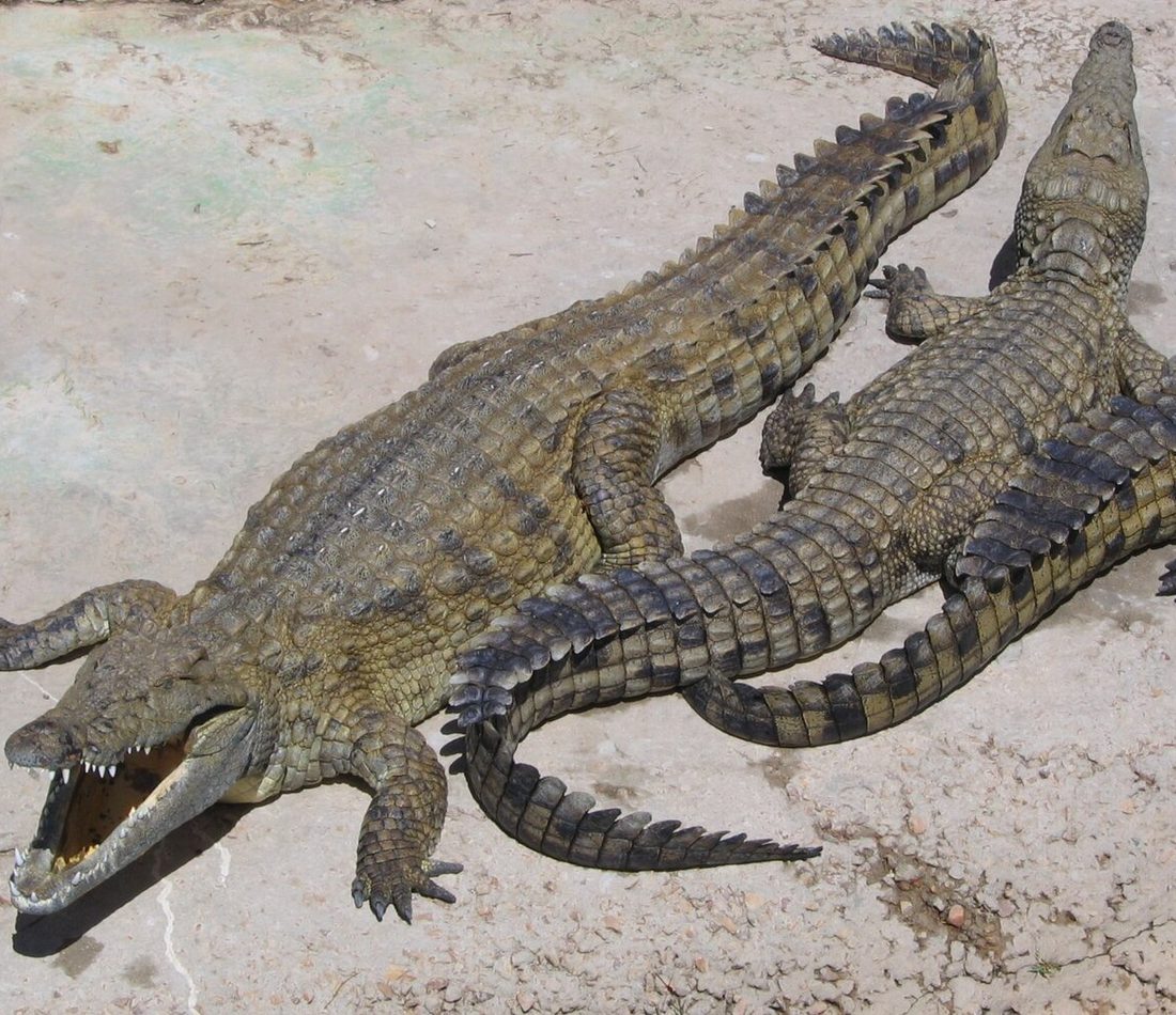 Nile Crocodile reference