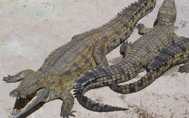 Nile Crocodile reference