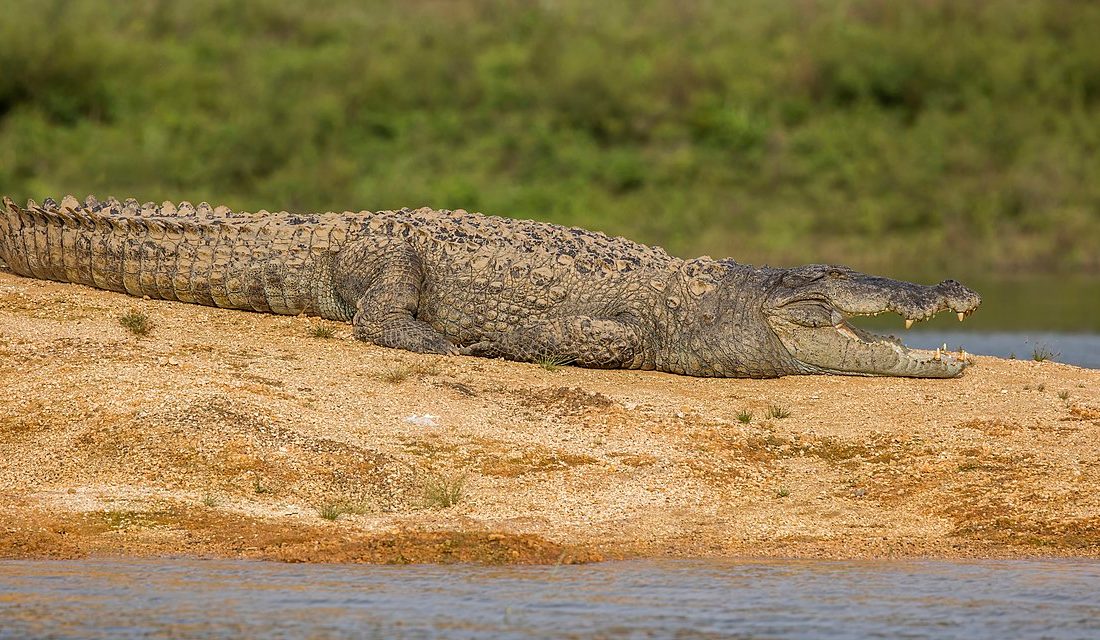 Mugger Crocodile reference
