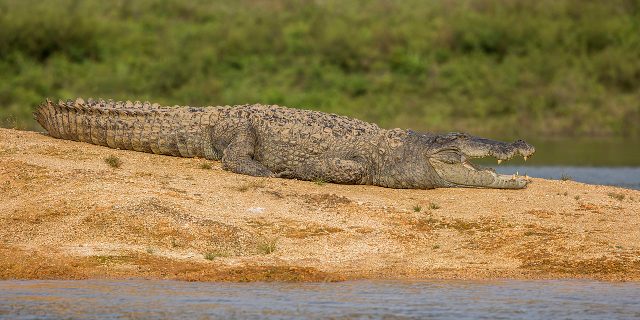 Mugger Crocodile reference