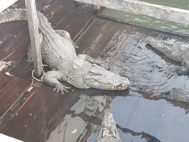 Siamese Crocodile reference