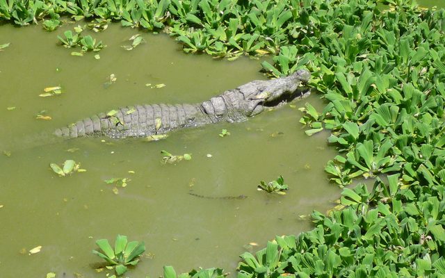 West African Crocodile reference