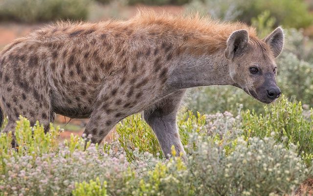 Spotted Hyena reference