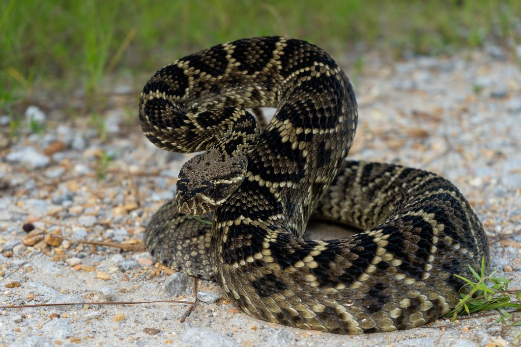 Eastern Diamondback Rattlesnake reference