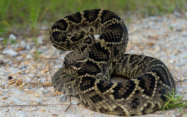 Eastern Diamondback Rattlesnake reference