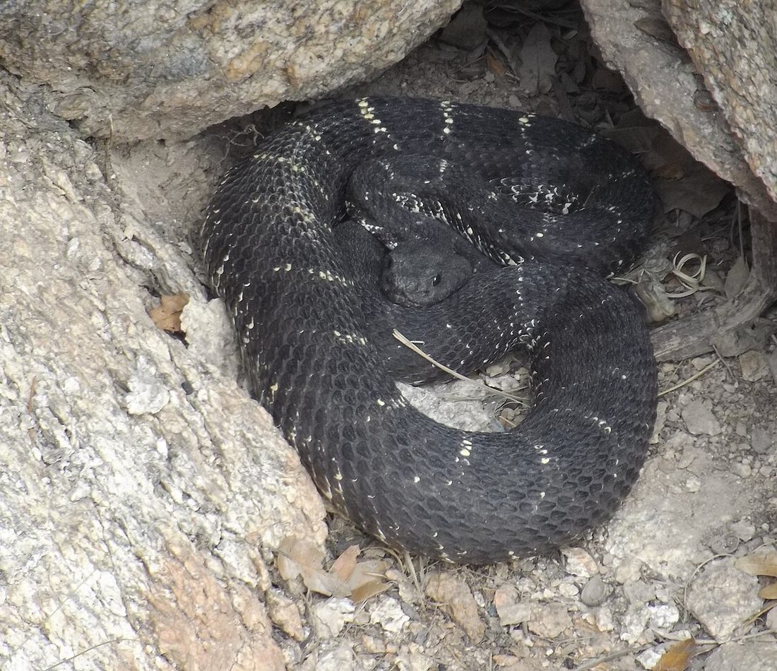 Arizona Black Rattlesnake reference