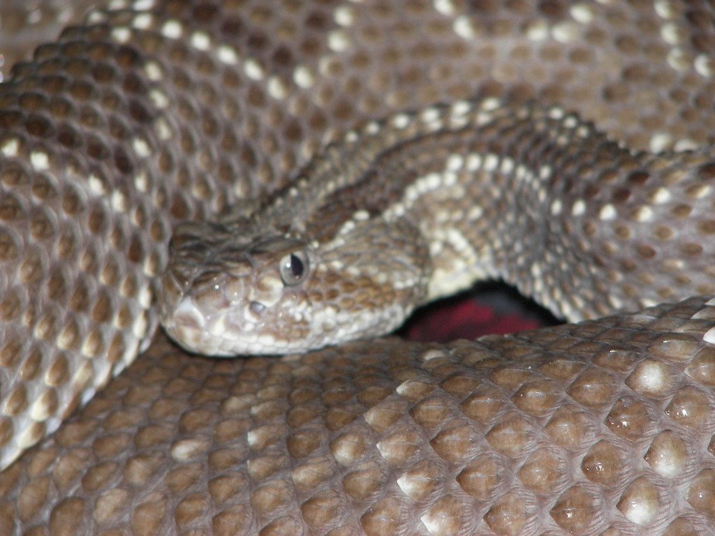 Cascavel Rattlesnake reference