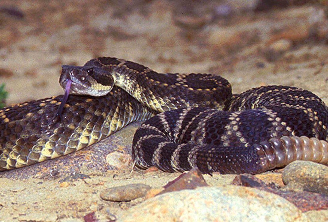 Western Rattlesnake reference