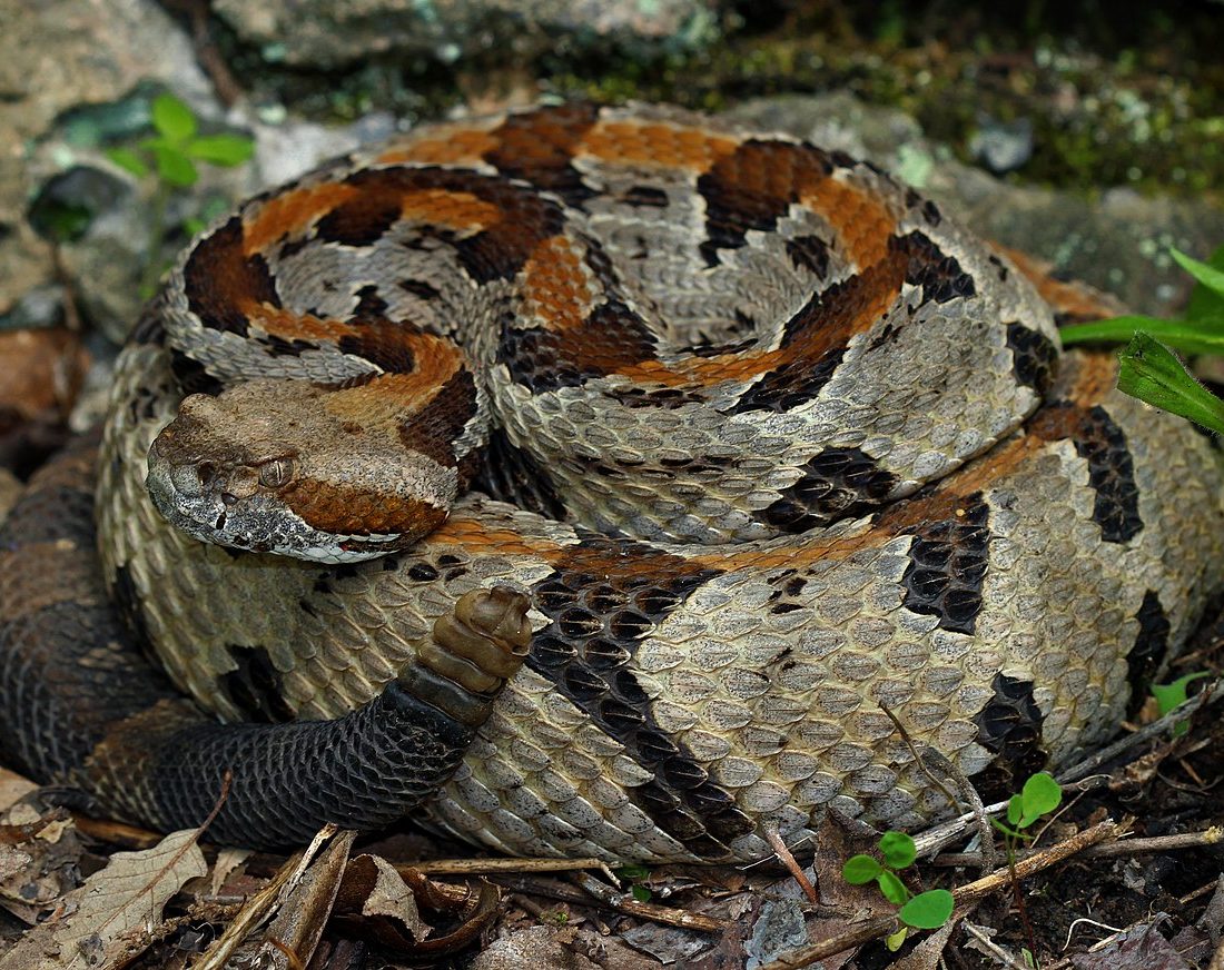 Timber Rattlesnake reference