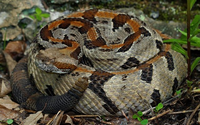 Timber Rattlesnake reference