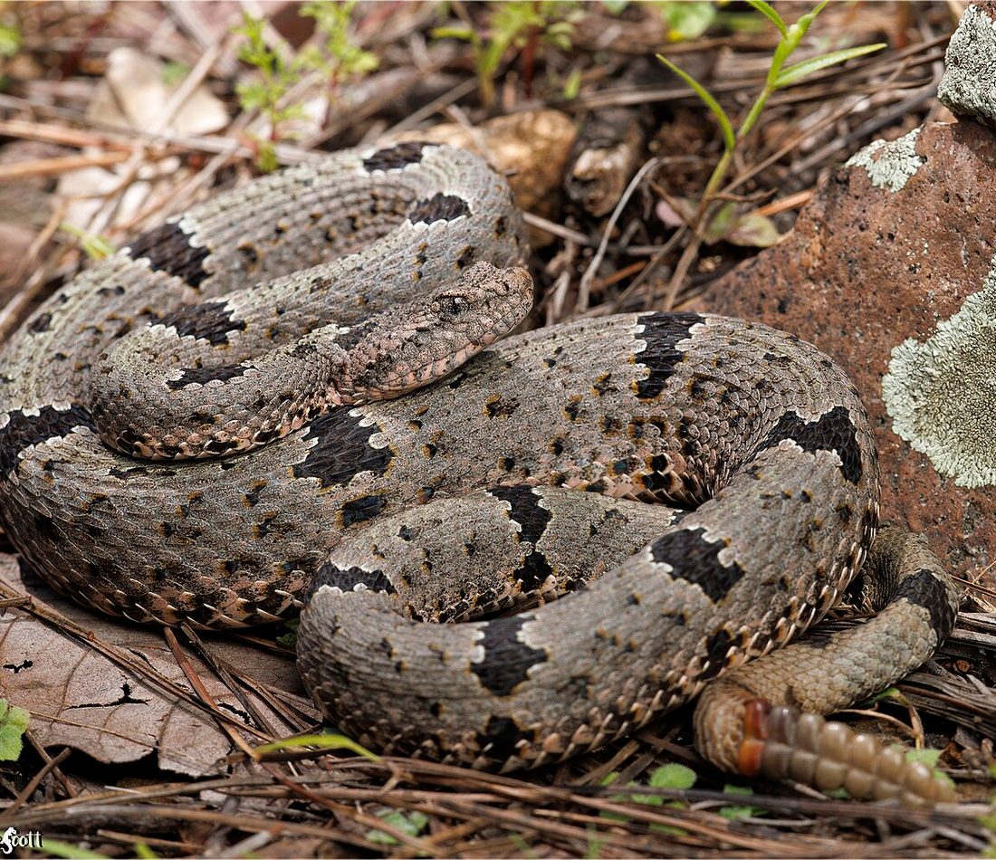 Rock Rattlesnake reference