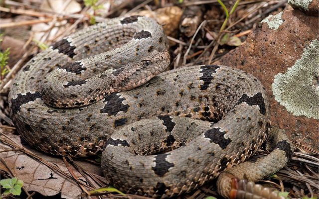 Rock Rattlesnake reference