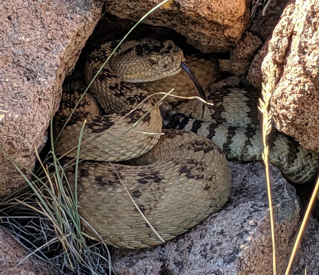 Great Basin Rattlesnake reference