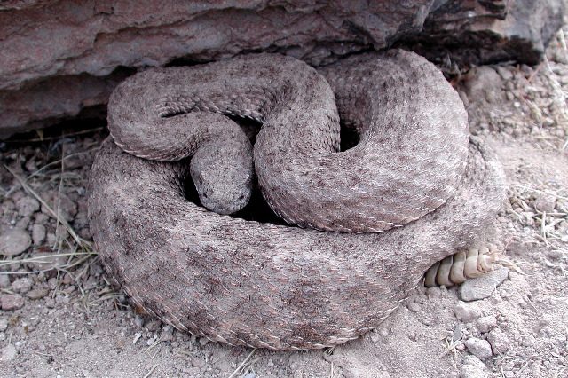 Speckled Rattlesnake reference