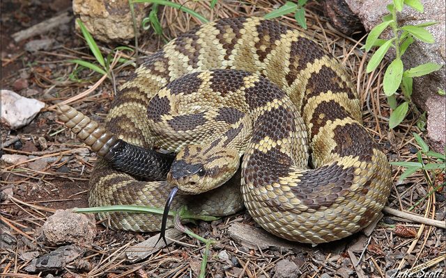 Black-tailed Rattlesnake reference