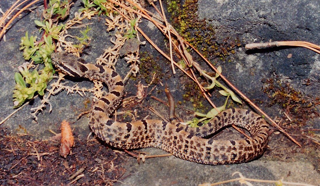 Tamaulipan Rock Rattlesnake reference