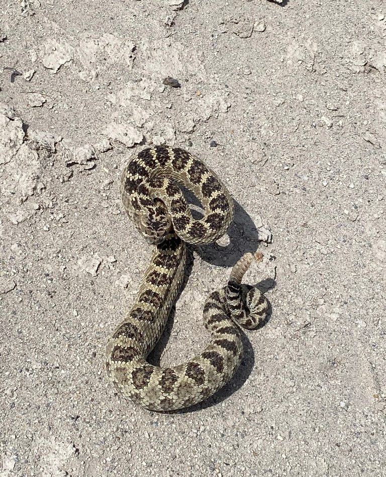 Crotalus oreganus lutosus reference