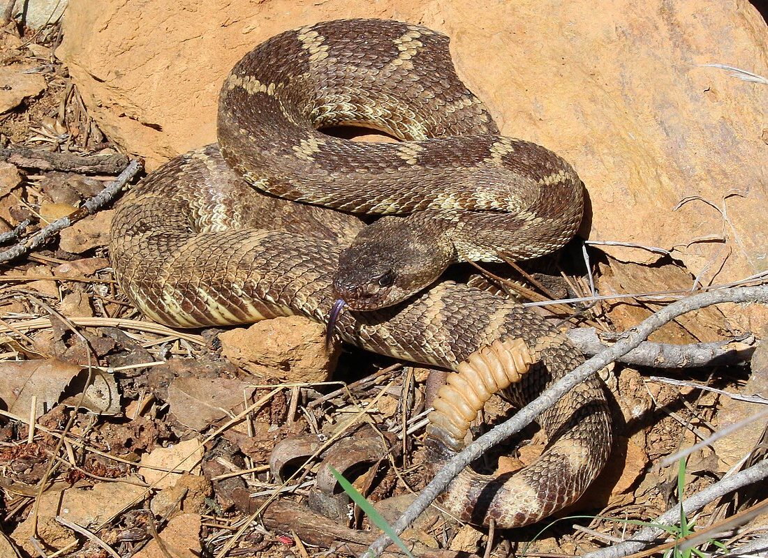 Western Rattlesnake reference