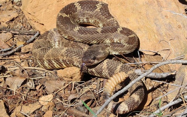 Northern Pacific Rattlesnake reference