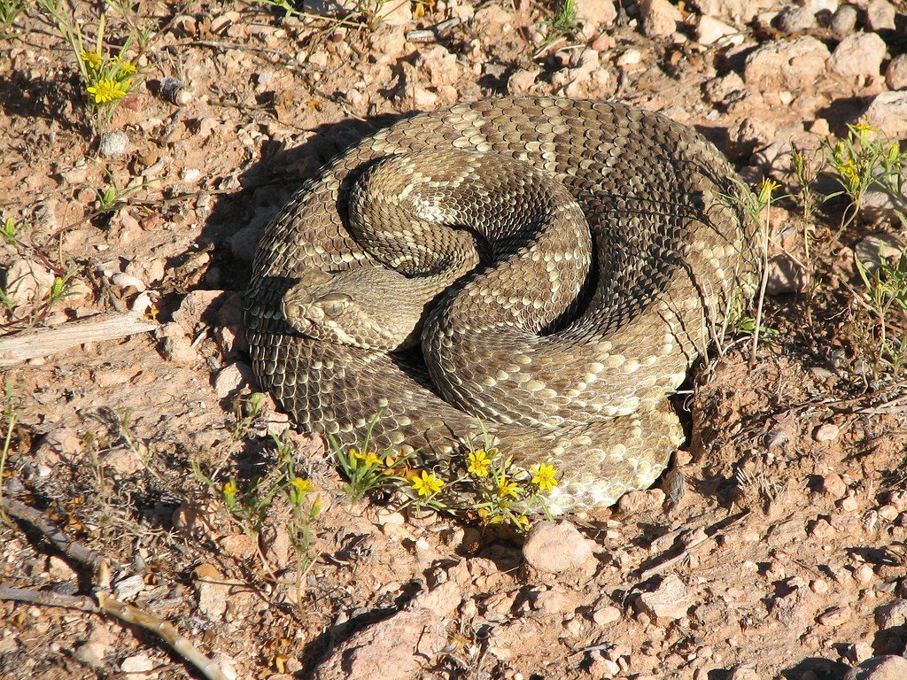 Mojave Rattlesnake reference