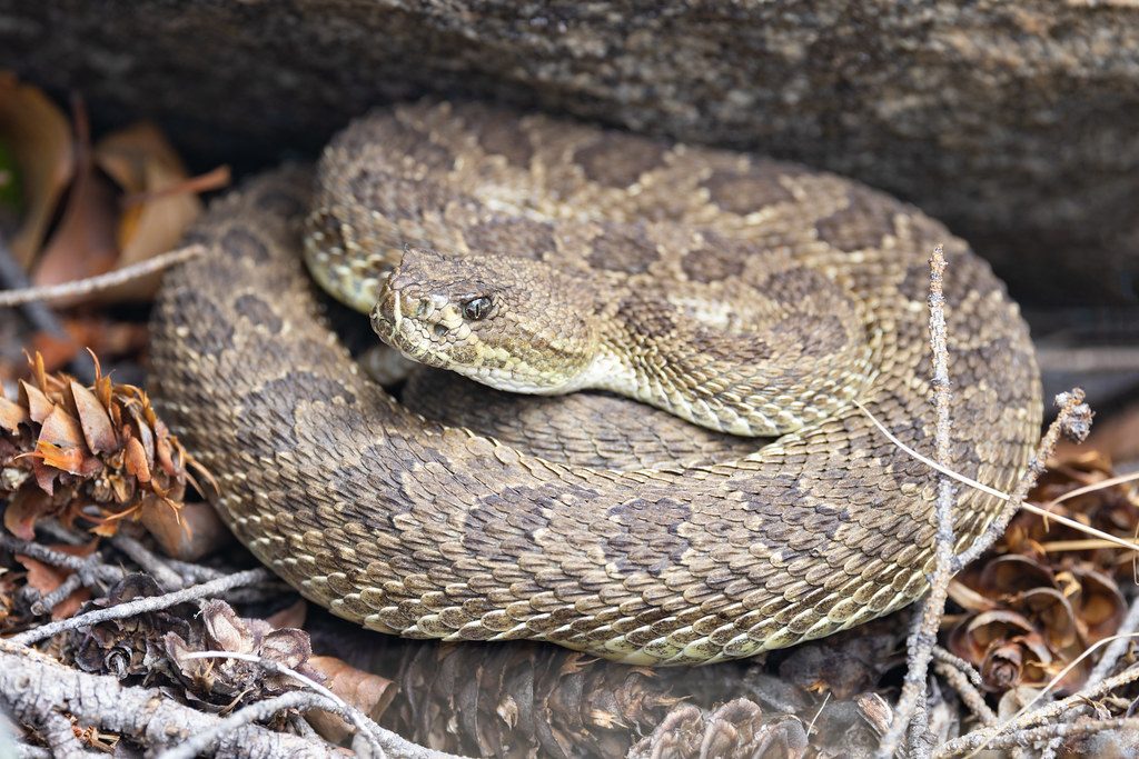 Prairie Rattlesnake reference