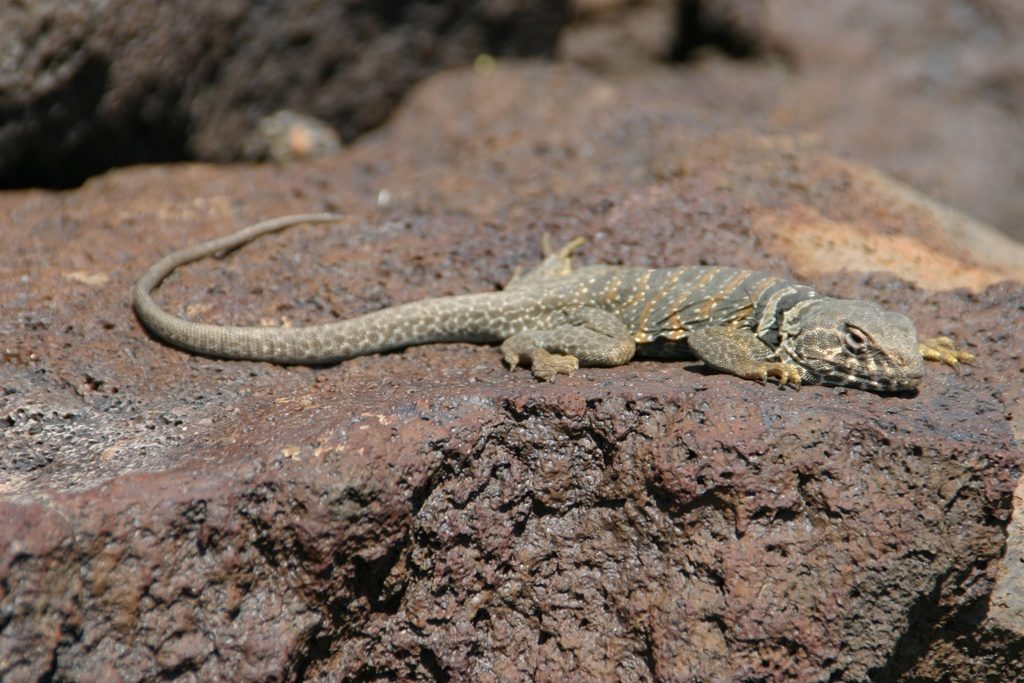 Desert Collared Lizard reference