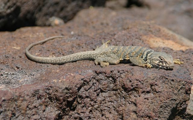 Great Basin Collared Lizard reference