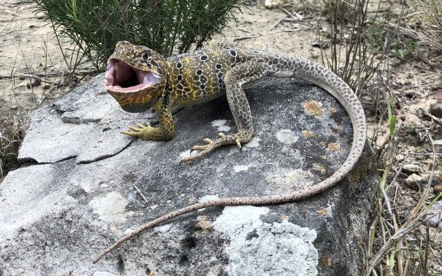 Reticulate Collared Lizard reference