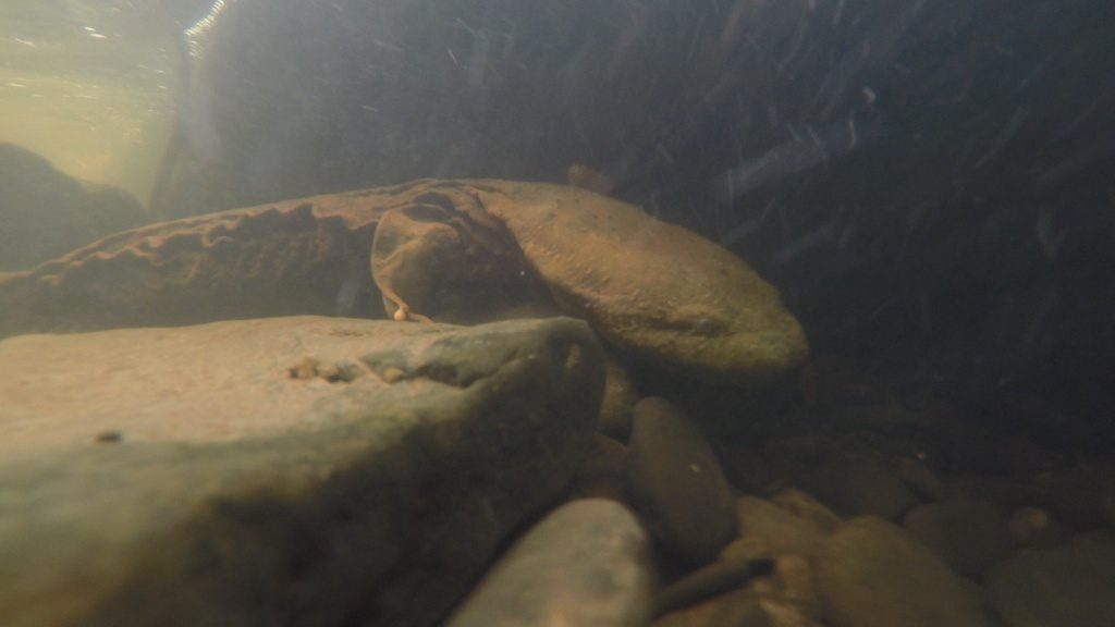 Hellbender reference