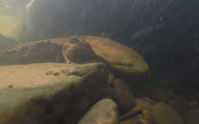 Hellbender reference