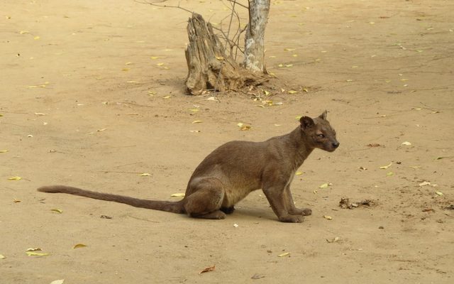 Fossa reference
