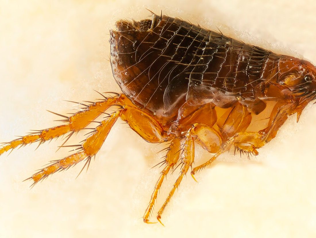 Dog Flea reference