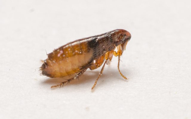 Cat Flea reference
