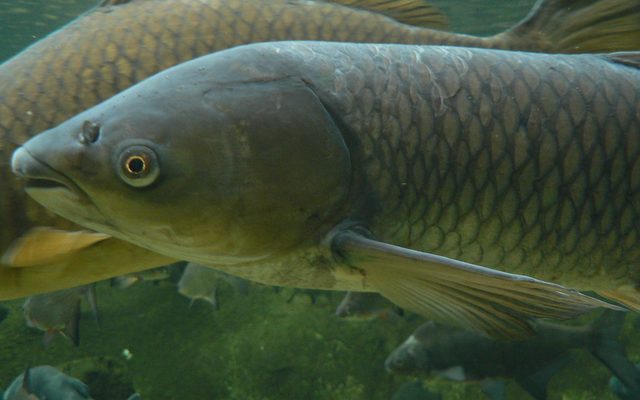 Grass Carp reference