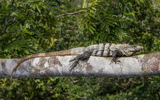 Black Spiny-Tailed Iguana reference