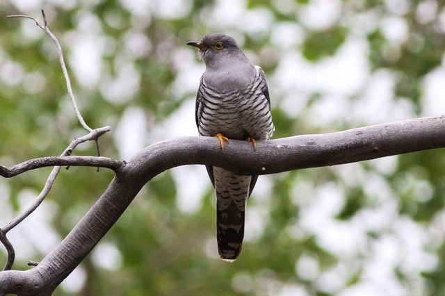 Common Cuckoo reference